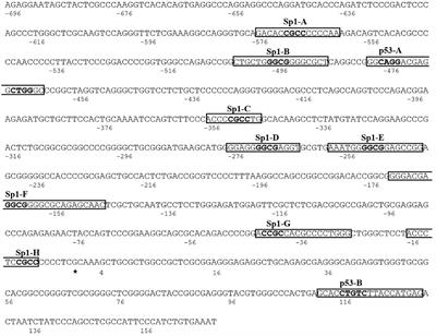 Specific Protein 1 and p53 Interplay Modulates the Expression of the KCTD-Containing Cullin3 Adaptor Suppressor of Hedgehog 2